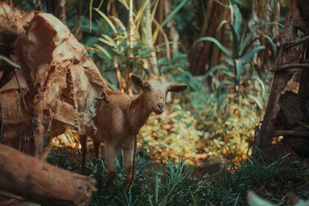 Filling Gaps during Online Lessons 